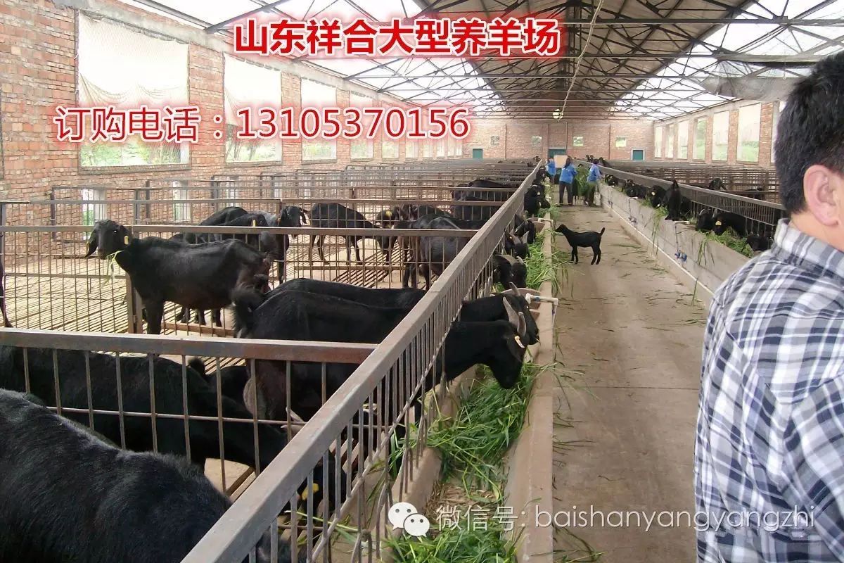 杂交波尔山羊近期价格