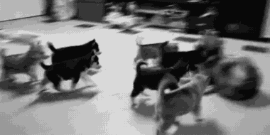 萌宠图片:地上这一坨坨的都是什么东西？亮瞎我的眼图片
