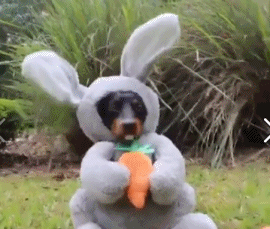 超萌腊肠crusoe和oakley 穿上制服拯救世界 cos英雄之路