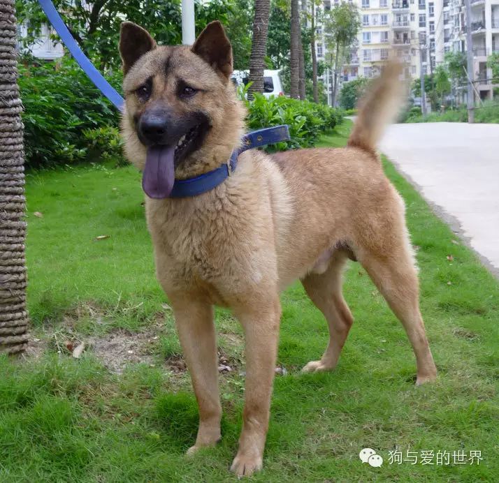 台湾土狗被认定为 台湾犬 但中华田园犬何时能正名 狗与爱的世界微信公众号文章