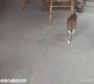 如果你养了一只逗比的狗子
