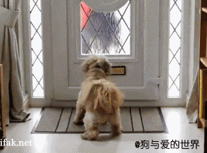 这里有疯狗一条!