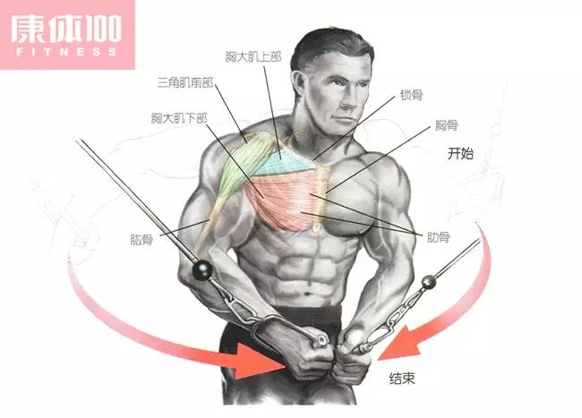 最权威最科学最全面的胸肌训练动作图解