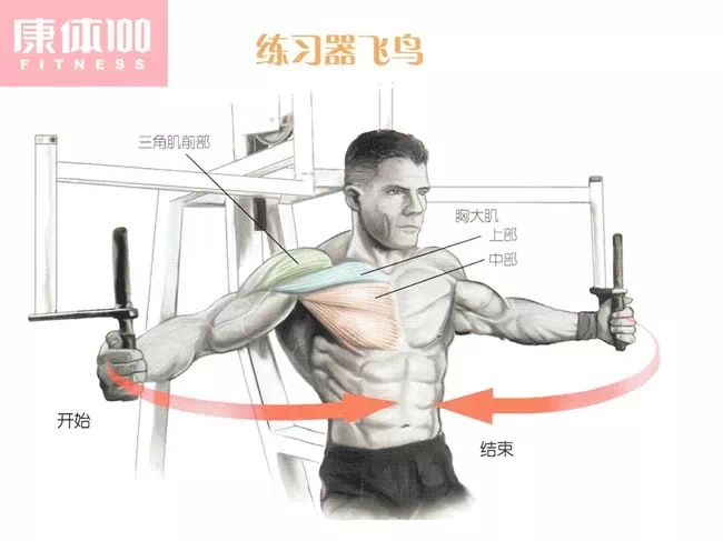 最权威最科学最全面的胸肌训练动作图解