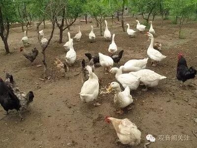 闺蜜去了一趟观音阁,居然怀上二胎宝宝!隔壁老王乐晕了……-怀孕期