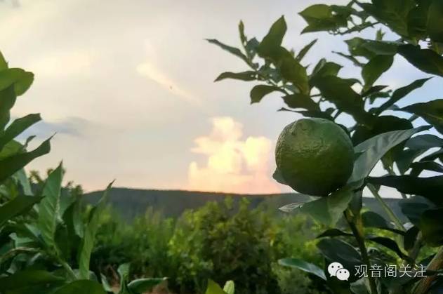 闺蜜去了一趟观音阁,居然怀上二胎宝宝!隔壁老王乐晕了……-怀孕期