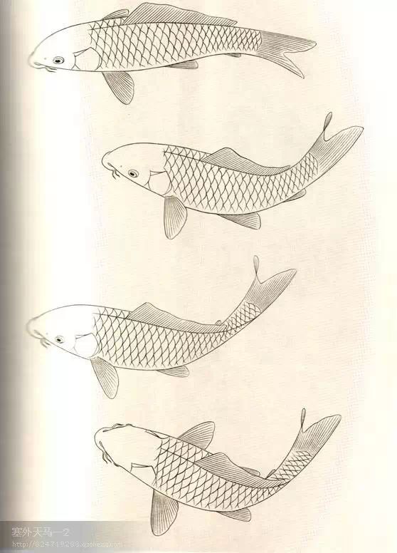 国画技法之 鱼的画法(工笔)