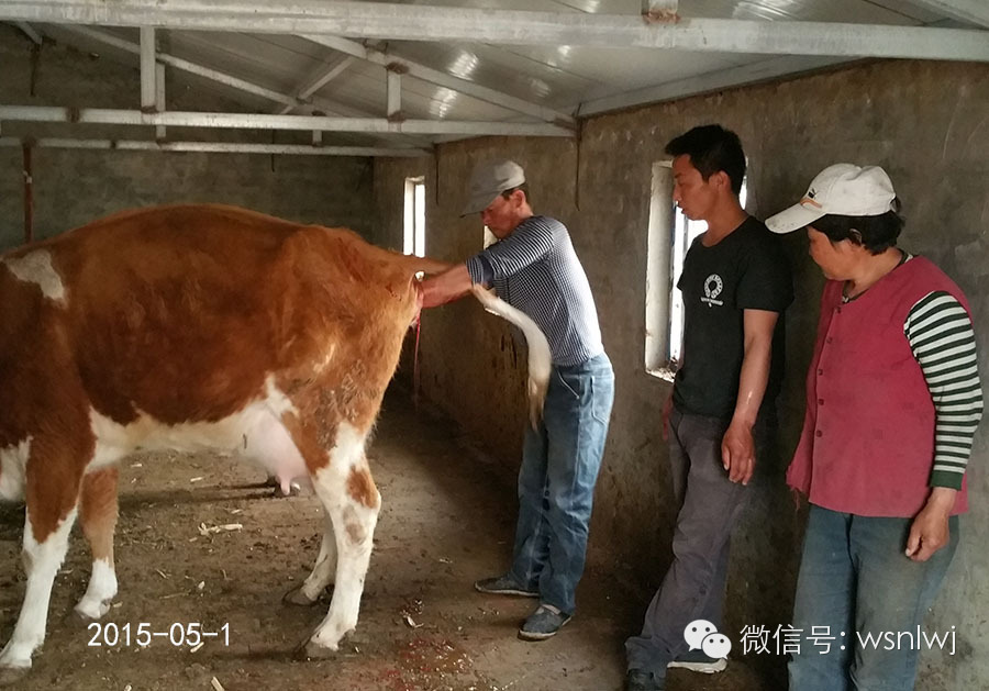 母牛也实行计划生育了-科左后旗冬梅合作社的母牛一起产犊了-怀孕期