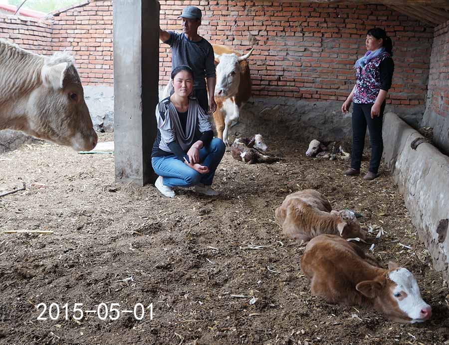 母牛也实行计划生育了-科左后旗冬梅合作社的母牛一起产犊了-怀孕期