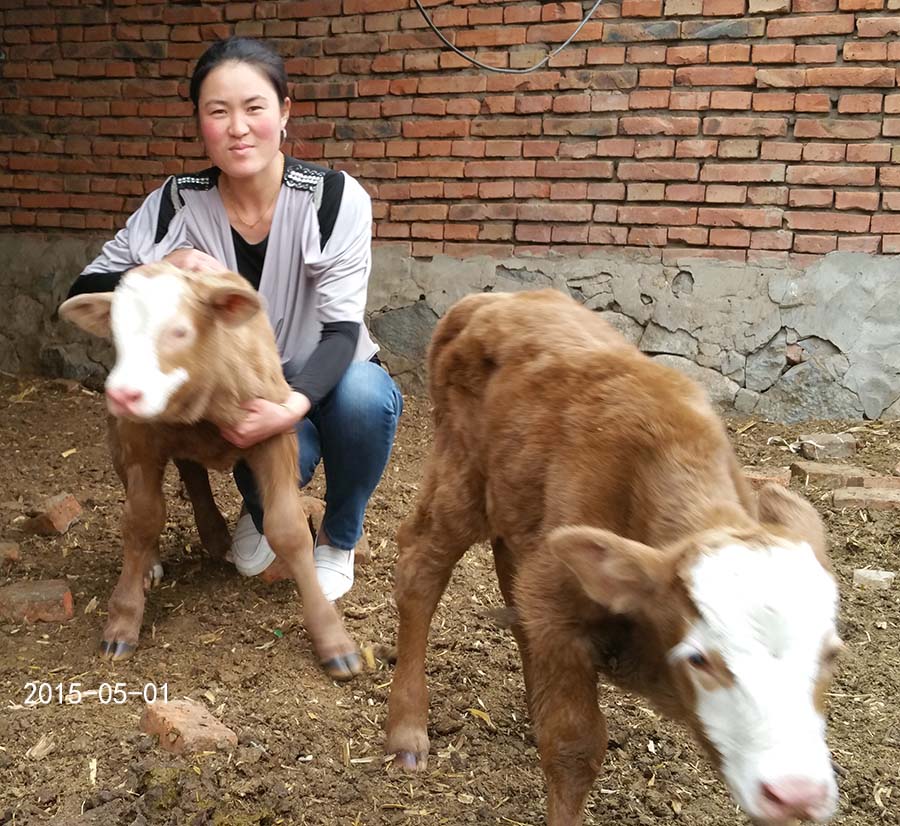 母牛也实行计划生育了-科左后旗冬梅合作社的母牛一起产犊了-怀孕期
