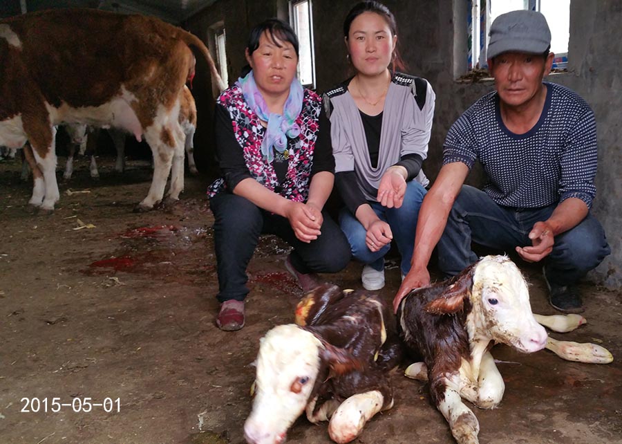 母牛也实行计划生育了-科左后旗冬梅合作社的母牛一起产犊了-怀孕期