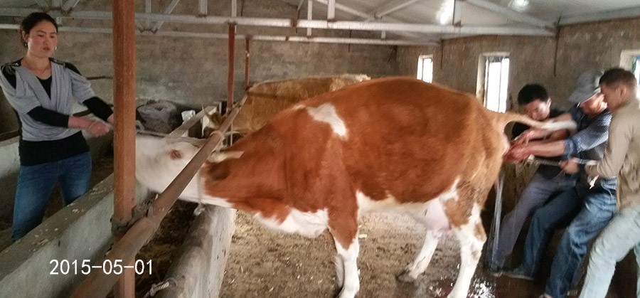 母牛也实行计划生育了-科左后旗冬梅合作社的母牛一起产犊了-怀孕期