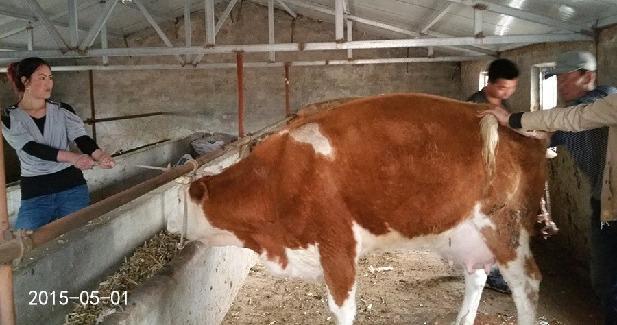 母牛也实行计划生育了-科左后旗冬梅合作社的母牛一起产犊了-怀孕期