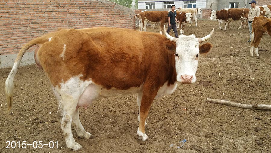 母牛也实行计划生育了-科左后旗冬梅合作社的母牛一起产犊了-怀孕期