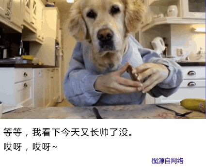 又一波汪星人,被主人们玩坏了