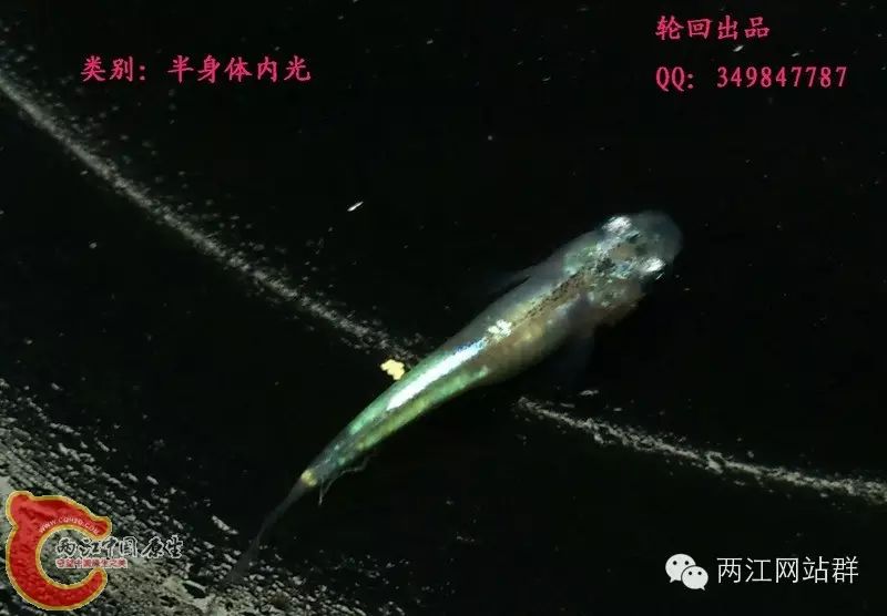 观背青鳉,稻田鱼(基础分类知识)