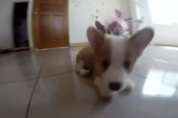 珍爱它:幼儿时期的小短腿,萌你一脸血!