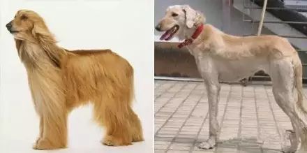 阿富汗猎犬