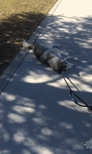 然而一旦放开绳子就如同脱缰的野马