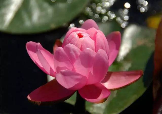 睡莲:粉牡丹