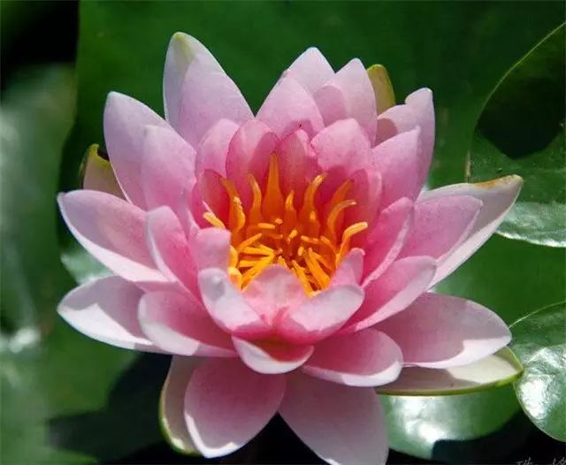 睡莲是每年8月5日诞生花,花语:洁净,纯真.