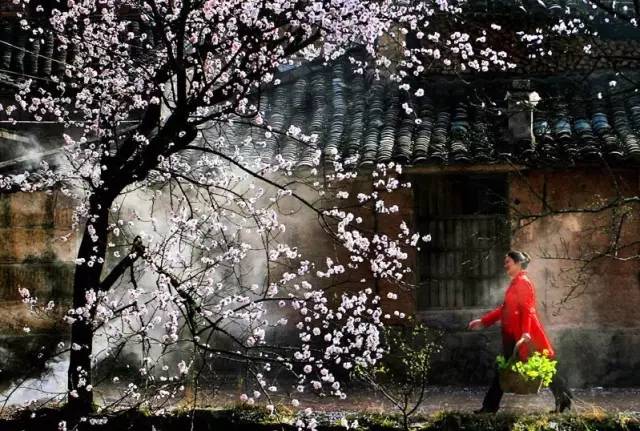 涨姿势 | 春分:一场杏花烟雨梦