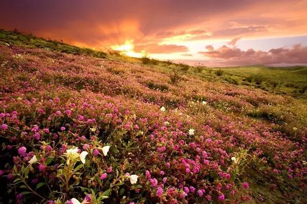 澳洲 Swisse Zinc+ 锌元素片,男士备孕补锌,维护免疫系统,修复皮肤!-怀孕期