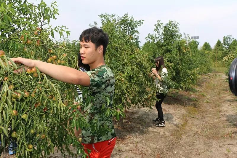 采摘冬枣,绿色美味