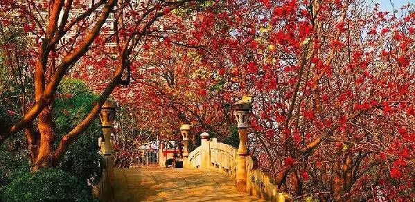 泉州刺桐花开时节