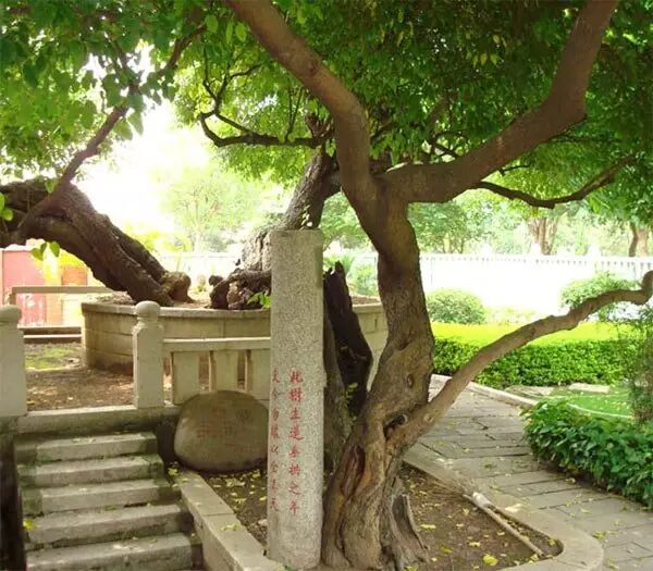 此对生莲垂拱二年,支令勿坏以全其天