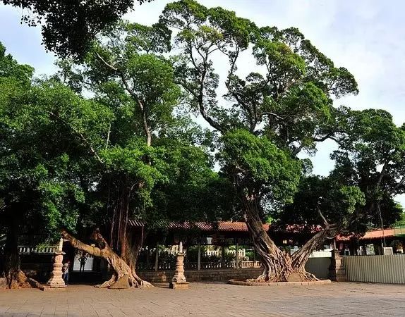 开元寺·大榕树