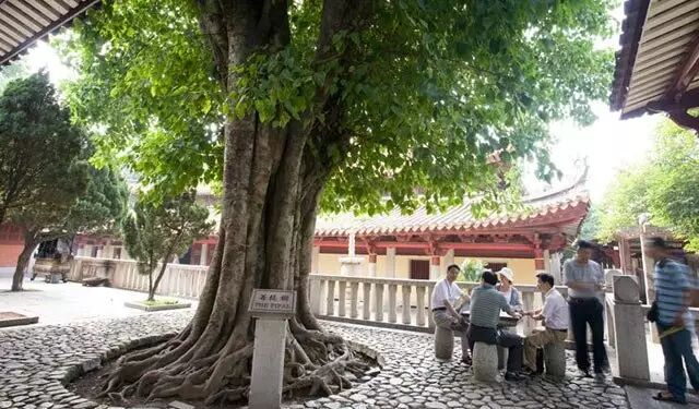 开元寺·菩提树