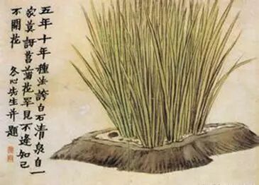 图二,清 金农画中的菖蒲和“不遇知己不开花”的题词
