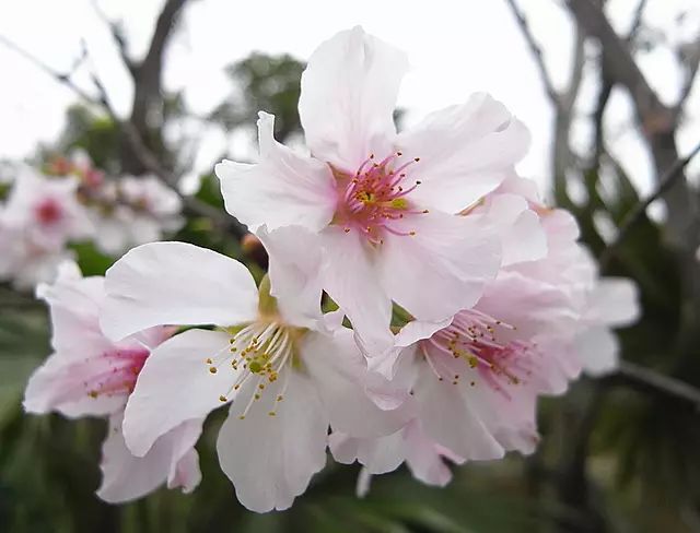 染井吉野樱