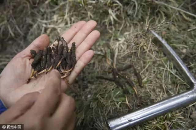 青海挖虫草的农牧民