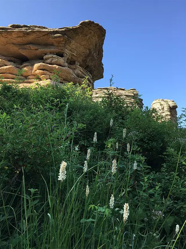 赤峰石林野花茂盛