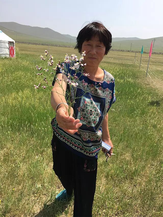 赤峰送花迎客的牧民