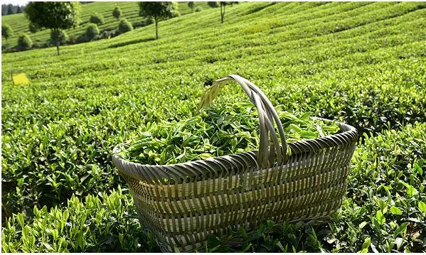 茶田