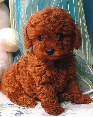 泰迪犬