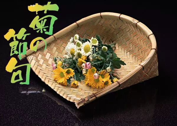 日本重阳节即菊花节