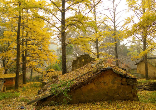 桂林海洋乡赏银杏，渲染到极致的秋天31 / 作者:欧耶 / 帖子ID:105166