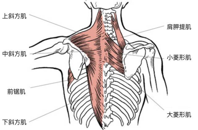 当肌肉的静息长度发生变化时,其所附着骨骼的位置及影响动作的关节
