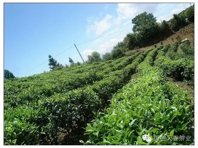 游安溪生态茶园 品铁观音茶韵|广西优质茶叶交流组