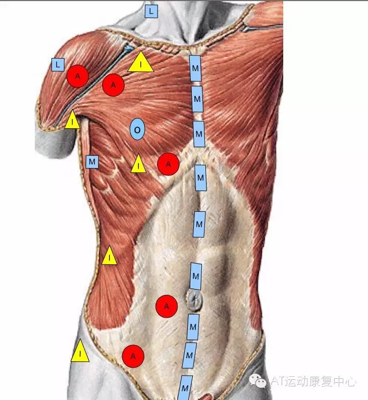 意大利cc点,名门正派的fm肌筋膜手法,明天开讲!