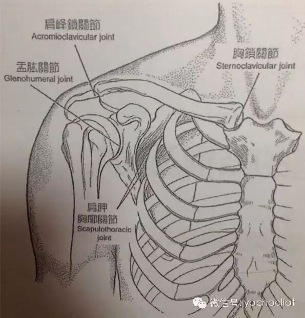 肩锁关节, 胸锁关节和 肩胛胸壁关节(假关节)  涉及到胸骨,锁骨,肋骨