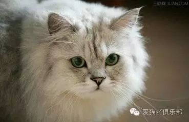 人造的品种~金吉拉猫11”