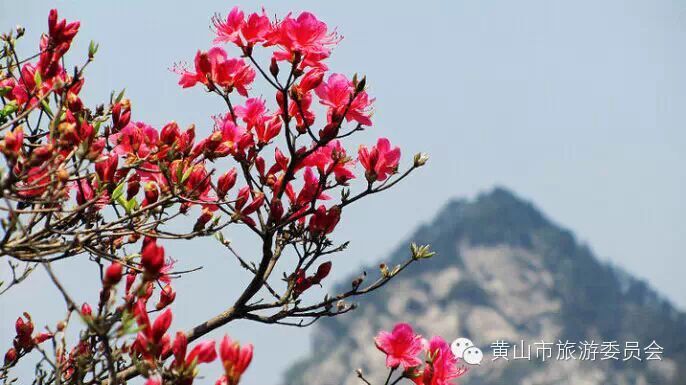 黄山风景区初夏六大精彩看点 - 桃花源里人家 - 静而听琴 黄山风景区初夏六大精彩看点 - 桃花源里人家 - 静而听琴