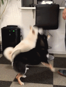 哪里一样 这货真的很执着 非要把这块石头给叼起来 不知道它想干什么