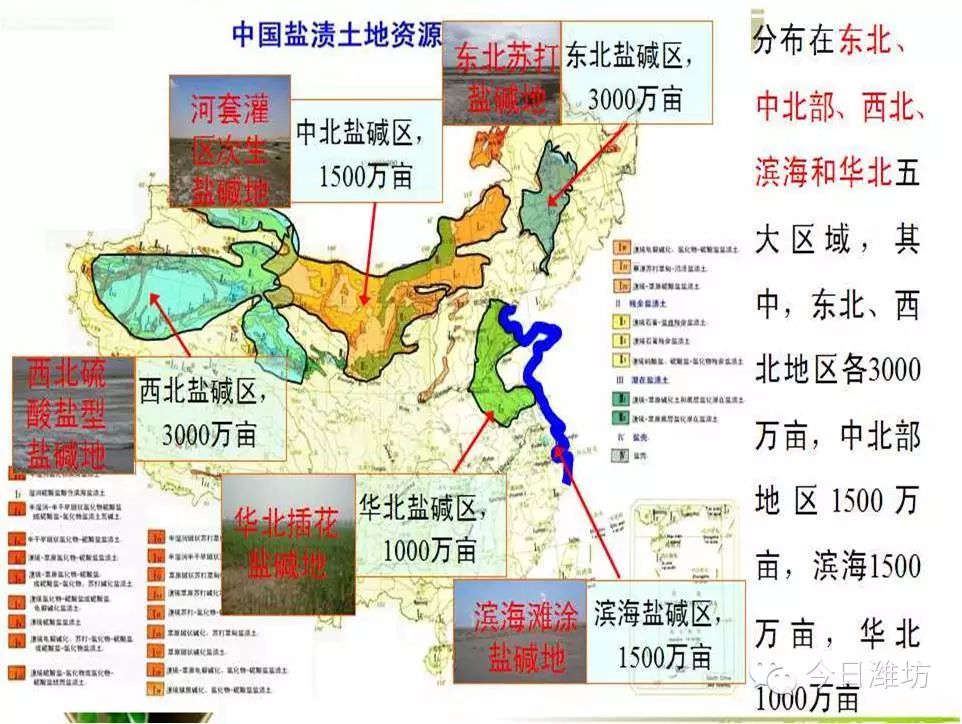 【进军盐碱地!】全国大牛都来潍坊了