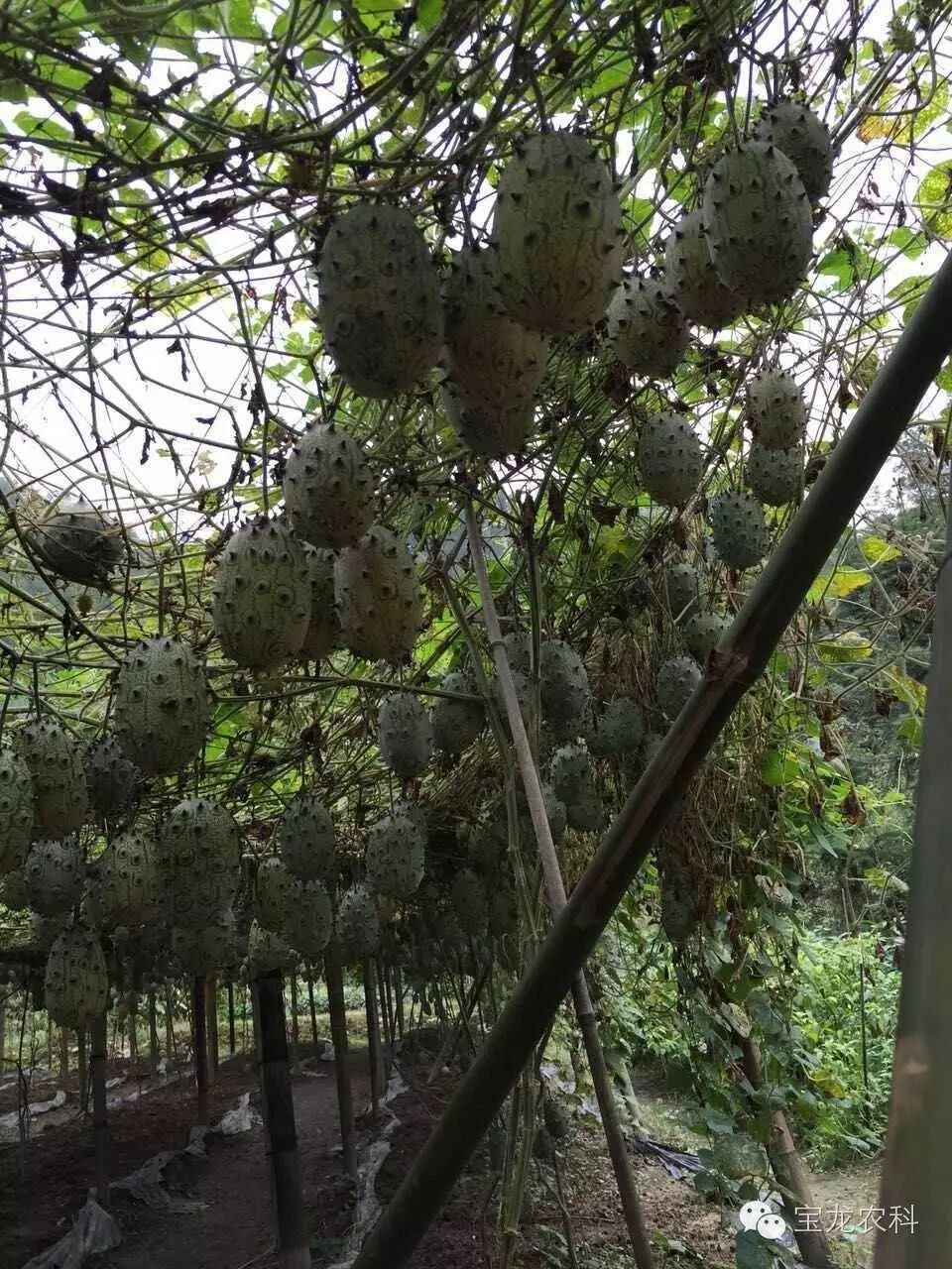 火参果的种植前景和经济价值以及种植技术